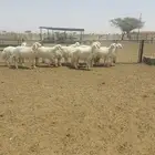 رخال صنف كفوو