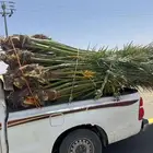 نخيل لبيع