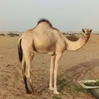 المظيلف