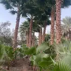 نخيل واشنطونياء