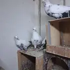 جوزين نمش صافيه معاريف (تم البيع)
