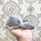 فروخ كاسكو انتاج محلي(تم البيع)