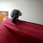 روز راصصي