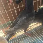 حمام شفرات شامي وزواجل الوان مميزه منتج