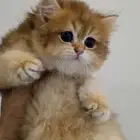 ذكر قولد لونق