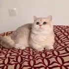 ذكر Ay12 لتزاوج