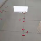 مبلط