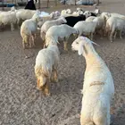 طليان ضحيا بريه طيبه(تم البيع)