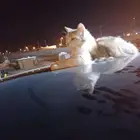 المدينه المنورة