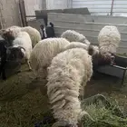 ضحايا نعيمي بلدي طيبة ( تم البيع )