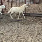 مشروع فحل صنف واضحيه