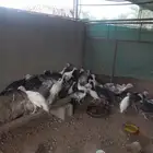 صوص رومي للبيع