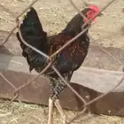 دجاج للبيع
