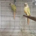 جوز كنيور مون شيك