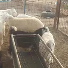 للبيع