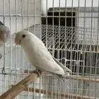 دكر بال فالو فيس حجم ورام قوي