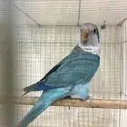 ذكر كويكر منتج (تم البيع)