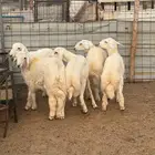 طليان أضاحي فل شحم