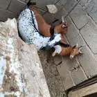 ذبايح نظيفه للبيع