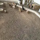 دجاج بياض للبيع