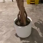 شجرة زينة