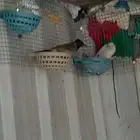 بلبول كشميري حجم جامبو