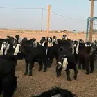 مراح جفرات جذعات عوارض للبيع( مبيوعه)