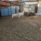 بهم حرى للبيع رخلتين وطلى