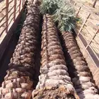 نخل واشنطني