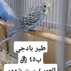 طيور بادجي