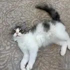 للبيع كتن شيرازي مع ملحقاته