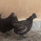 دجاج كويتي