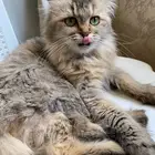 قطة شيرازية حنونه ومطعمه