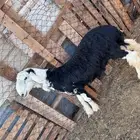 خروف نجدي جذع طيب ونظيف