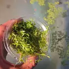 نبات كاربت فرش للحوض سمك بدون كربون Co 2