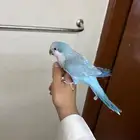 كويكر روعة اليف جدا جدا (تم البيع)