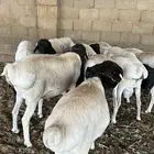 برابر سمان ضحايا معلفا لهن سنة