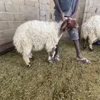 ضحايا نعيمي بلدي 6 شهور ( تم البيع للجميع )