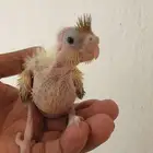 فرخ كروان تم البيع بالكامل