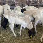 اضاحي بسعر ممتاز للحملات شامل الذبح