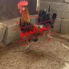 ديك عربي ترثه (تم البيع )