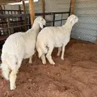 اضاحي حري وسواكن ويوجد حجز
