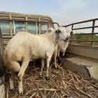 اضاحي للبيع1200