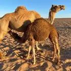 بكره حمرا ساحليه للبيع