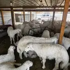اضاحي حريات فل الفل ناهيه
