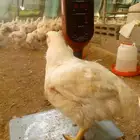 دجاج لاحم 2 كيلو