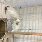 جوز كويكر البينو(تم البيع)
