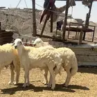 طليان ضحايا فل شحم ع الشرط