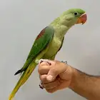 درة نيبالية