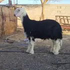 خروف نجدي أضحية